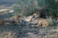 Pile o lion 2 